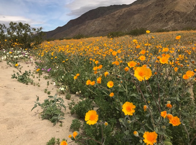 wild flowers Borrego